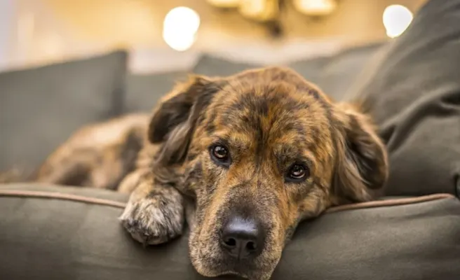 Recognize Dog Poisoning Symptoms Early