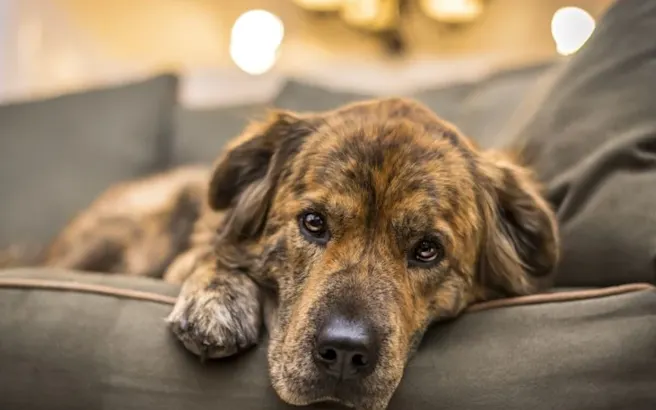 Recognize Dog Poisoning Symptoms Early