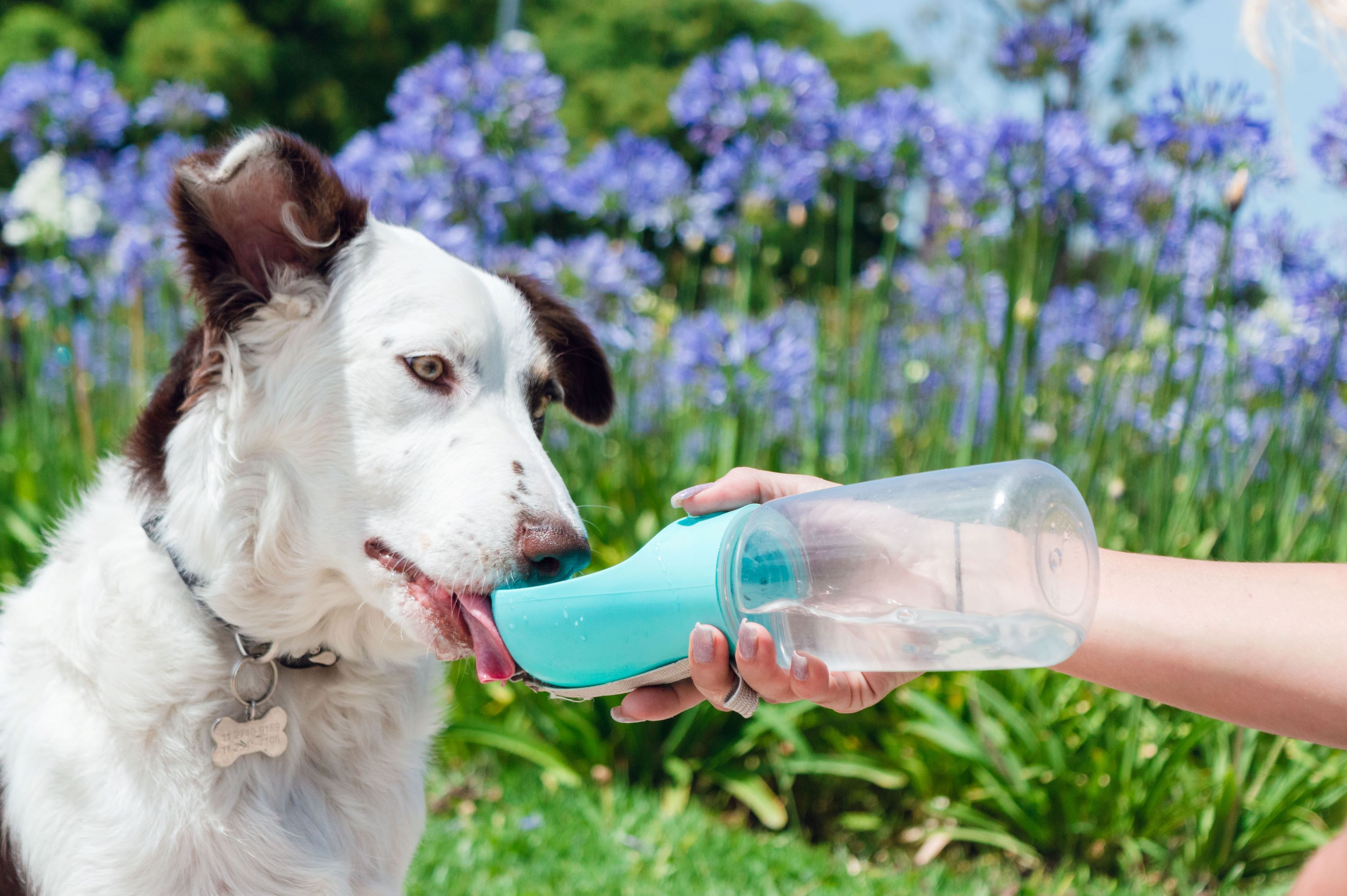 Spotting and Treating Dehydration in Pets