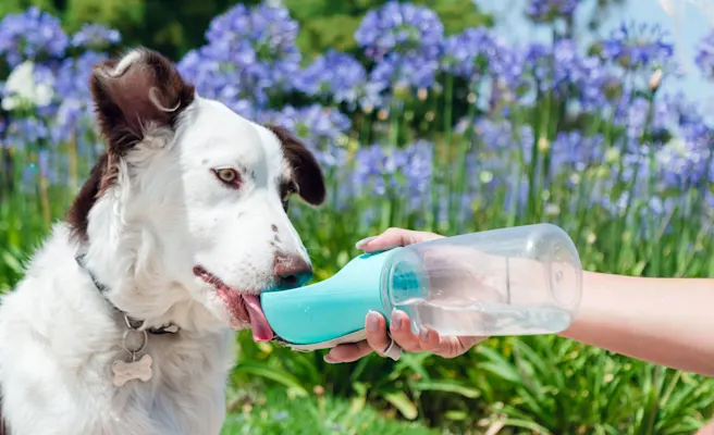 Spotting and Treating Dehydration in Pets
