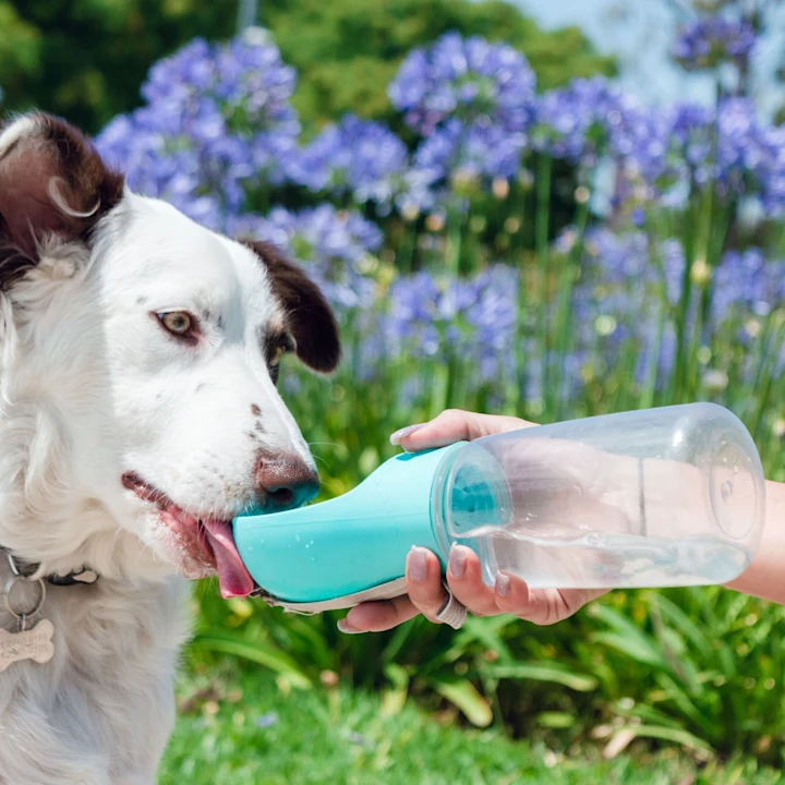 Spotting and Treating Dehydration in Pets