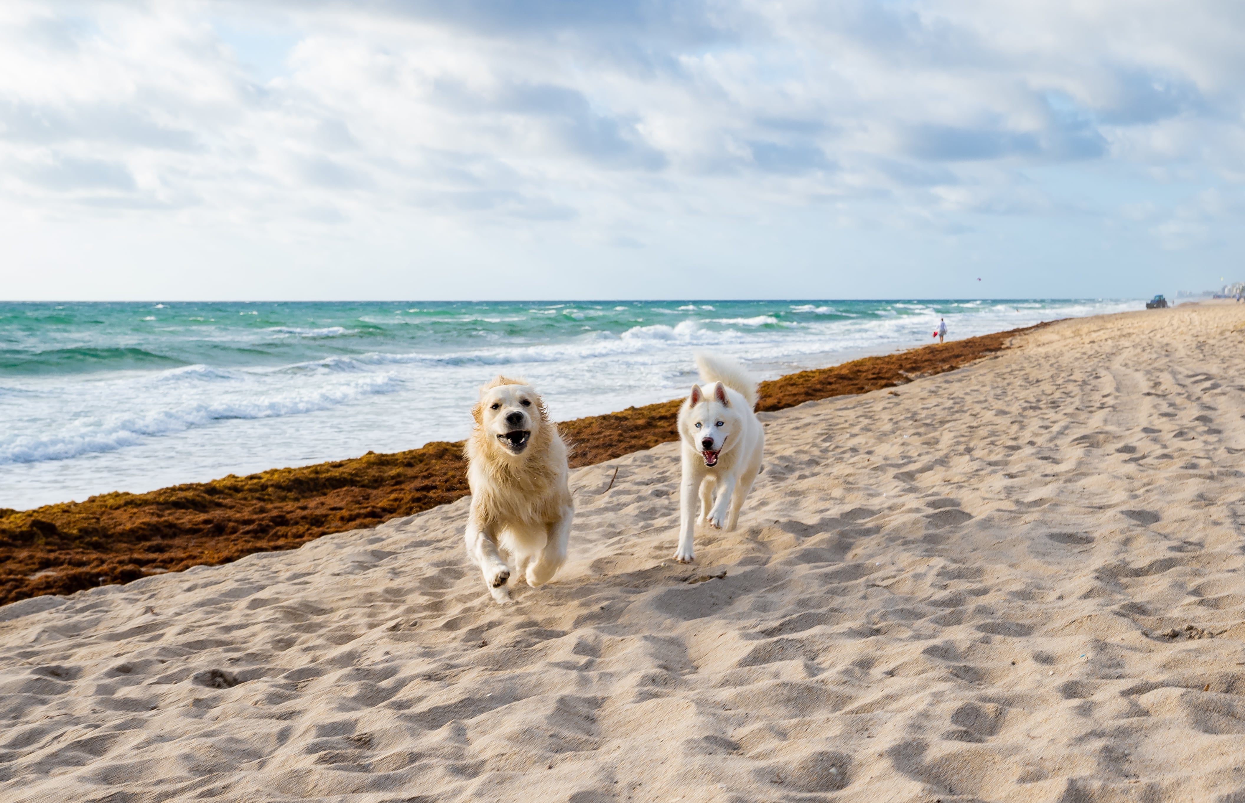 Dog-Friendly Restaurants, Parks, and Places in Pinecrest, FL