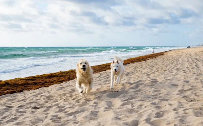 Dog-Friendly Restaurants, Parks, and Places in Pinecrest, FL
