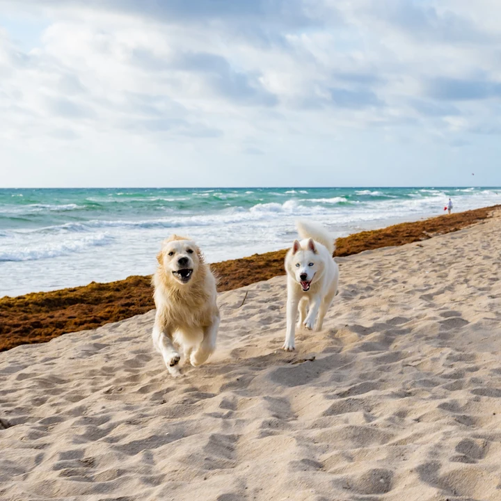 Dog-Friendly Restaurants, Parks, and Places in Pinecrest, FL
