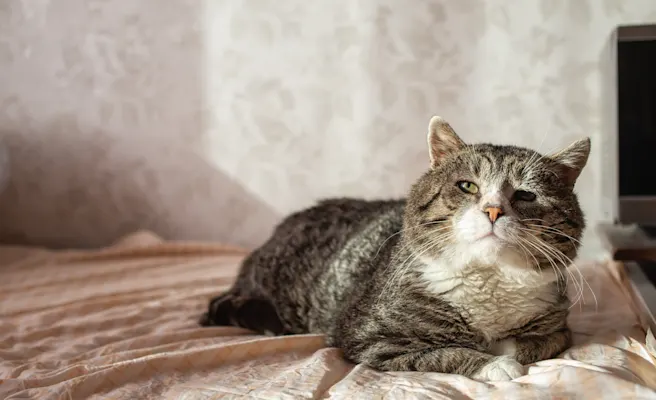 Everything You Need to Know About Arthritis Medicine for Cats