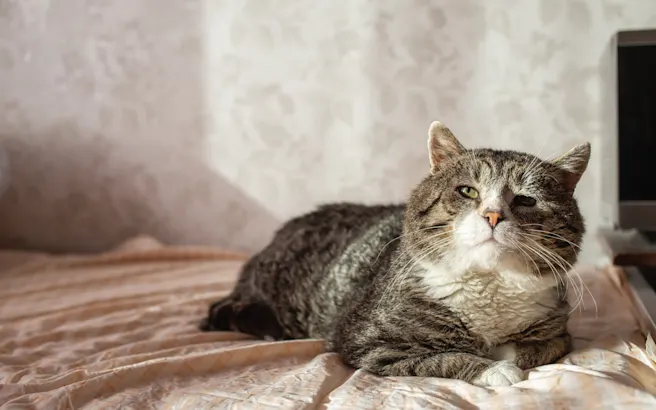 Everything You Need to Know About Arthritis Medicine for Cats