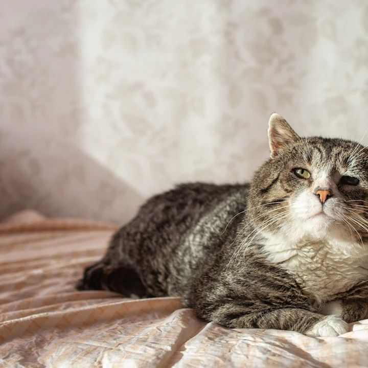 Everything You Need to Know About Arthritis Medicine for Cats