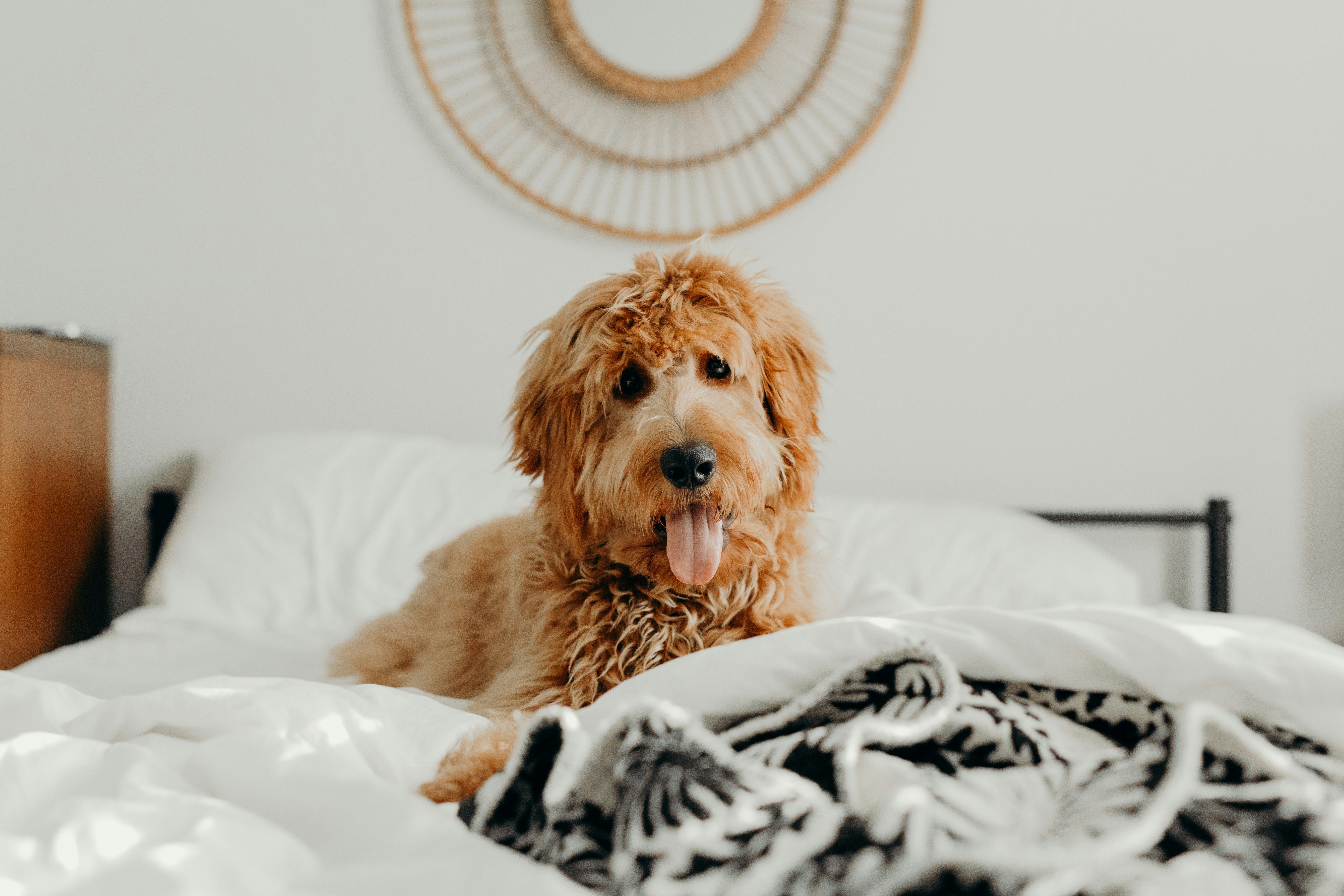 Why Is My Dog Peeing on My Bed? Causes & Solutions