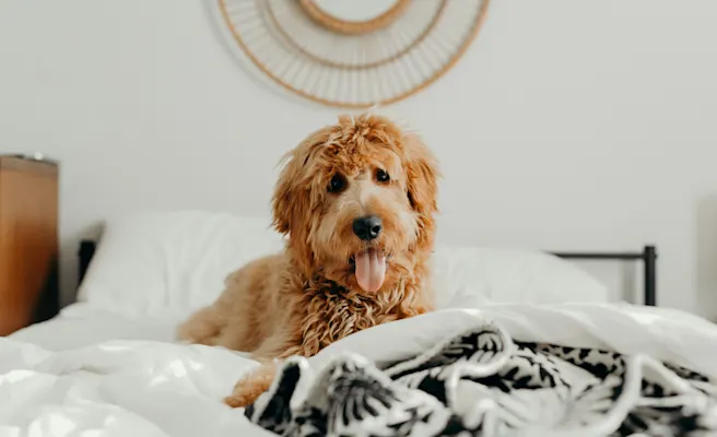 Why Is My Dog Peeing on My Bed? Causes & Solutions