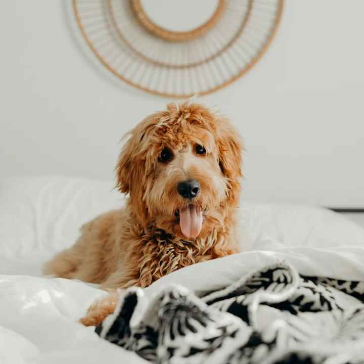 Why Is My Dog Peeing on My Bed? Causes & Solutions