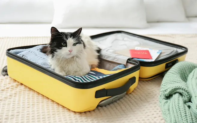 How to Move with a Cat and Keep Them Comfortable