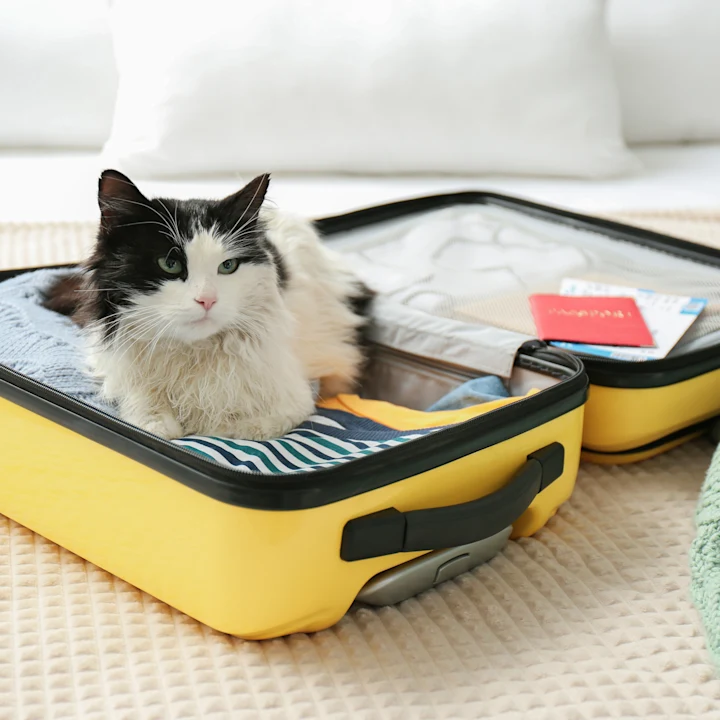 How to Move with a Cat and Keep Them Comfortable