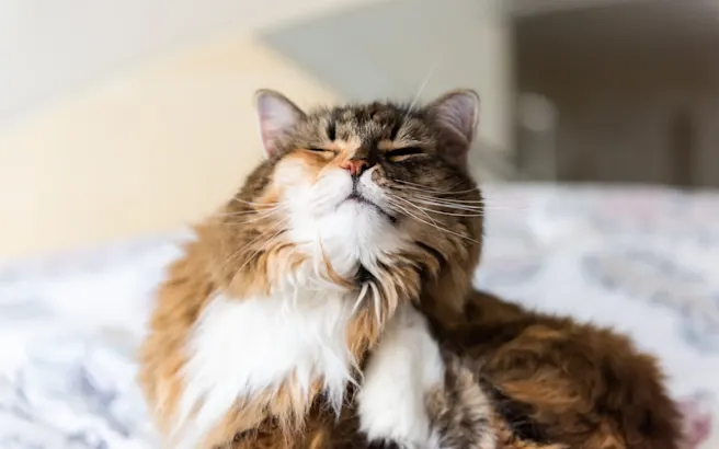 How to Protect Your Pet Against Parasites