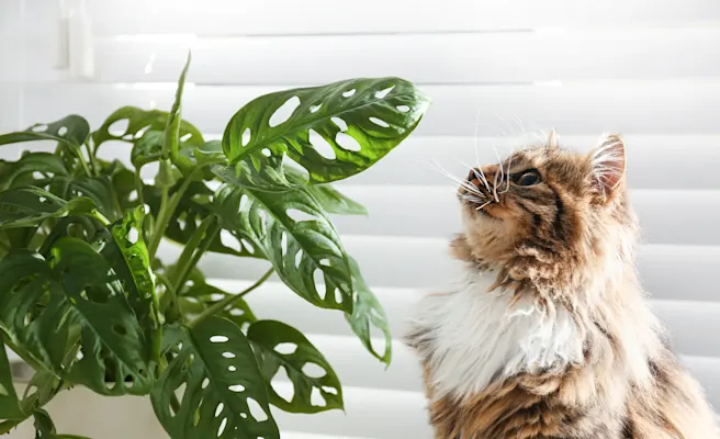 15 Plants Safe for Cats (and 15 Highly Toxic Plants to Avoid)