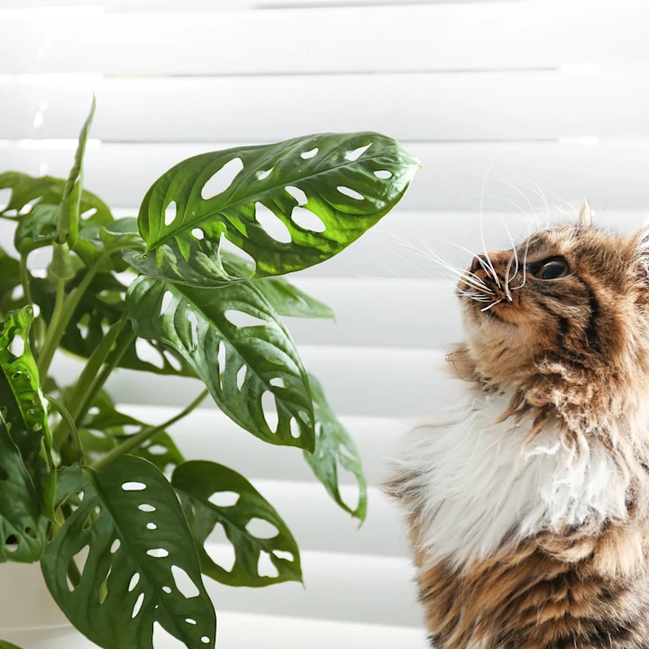 15 Plants Safe for Cats (and 15 Highly Toxic Plants to Avoid)