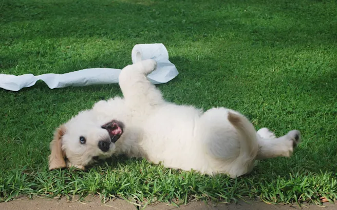 Causes and Treatment For Dog Diarrhea | Petfolk