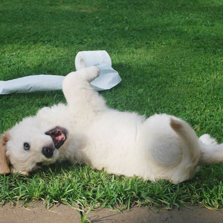 Causes and Treatment For Dog Diarrhea | Petfolk