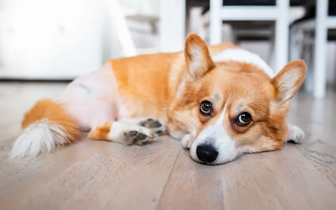 Worm Prevention for Dogs