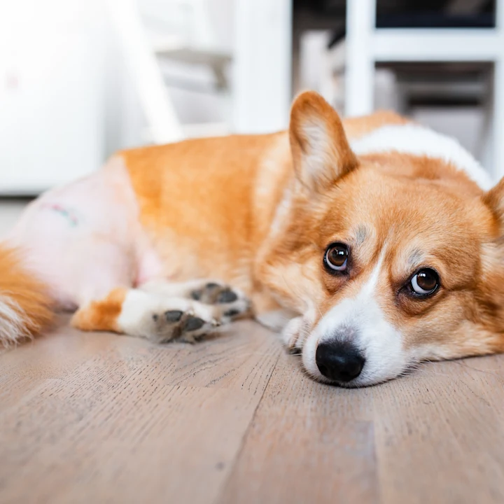 Worm Prevention for Dogs