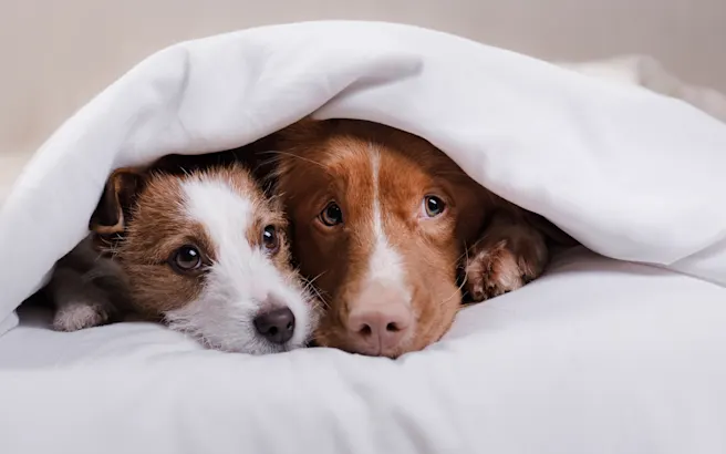 Coping with Separation Anxiety in Dogs