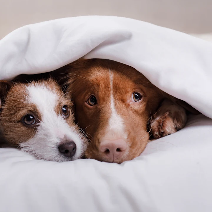 Coping with Separation Anxiety in Dogs