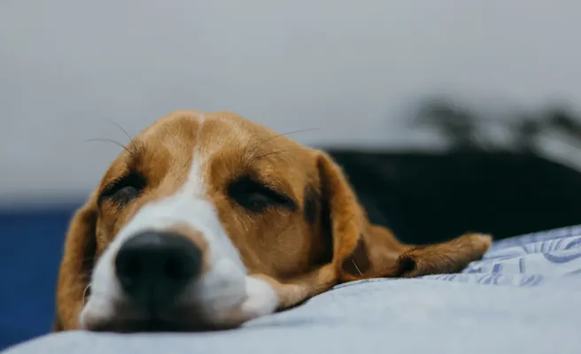 Why is My Dog Throwing Up Yellow Bile? | Petfolk