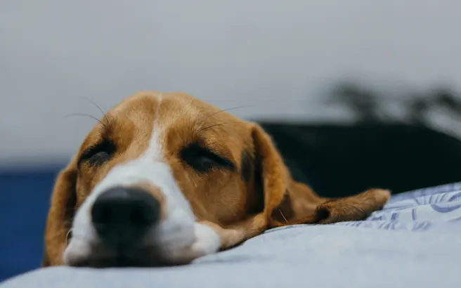 Why is My Dog Throwing Up Yellow Bile? | Petfolk