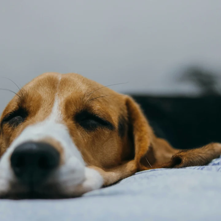 Why is My Dog Throwing Up Yellow Bile? | Petfolk