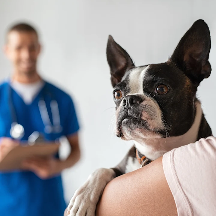 Understanding Preventative Health Screenings for Pets