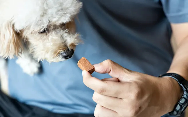 What is Heartworm Disease and How to Prevent It
