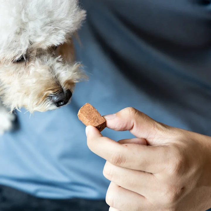 What is Heartworm Disease and How to Prevent It