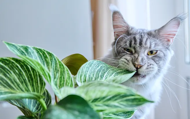 How to Get Your Cat to Stop Eating Everything
