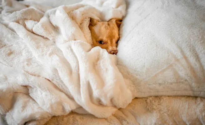 What Causes Acid Reflux in Dogs? | Petfolk