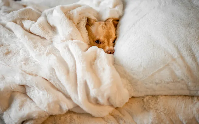 What Causes Acid Reflux in Dogs? | Petfolk