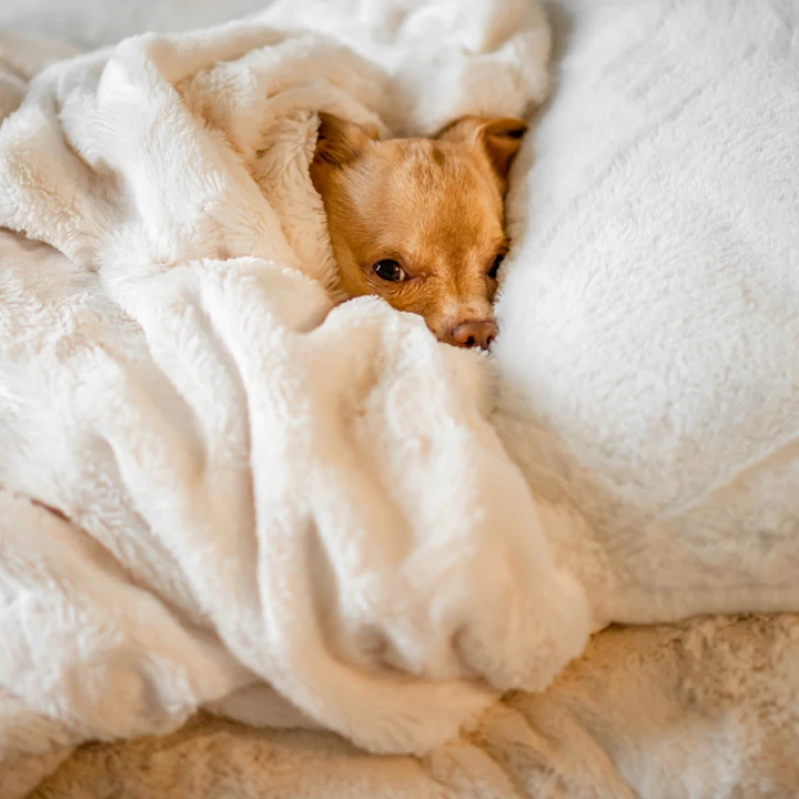 What Causes Acid Reflux in Dogs? | Petfolk
