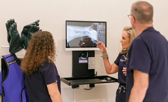 The Importance of Mentorship for New Veterinary Graduates: What to Look for in a Great Mentor