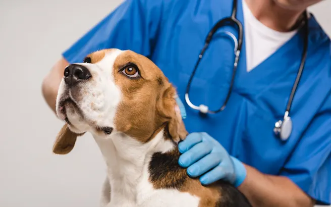 Why Routine Check-Ups Are Crucial for Your Pet's Health
