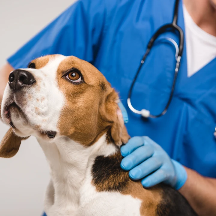 Why Routine Check-Ups Are Crucial for Your Pet's Health