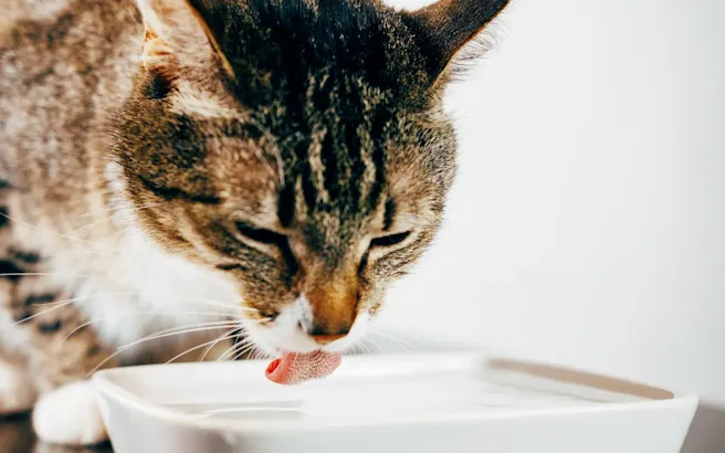 Hyperthyroidism in Cats: Symptoms, Testing, and T4 Levels