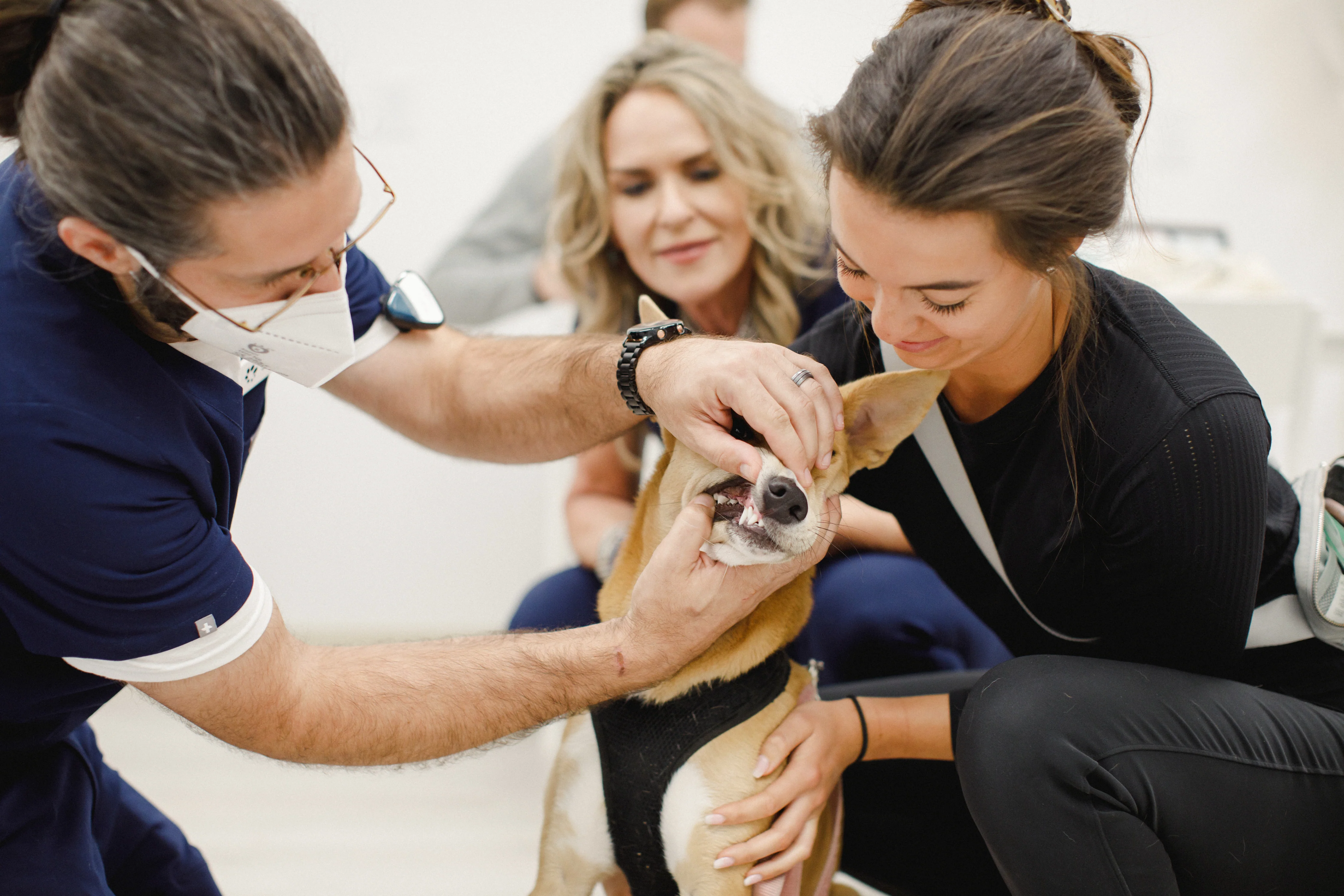 Does My Pet Need Dental Treatment?