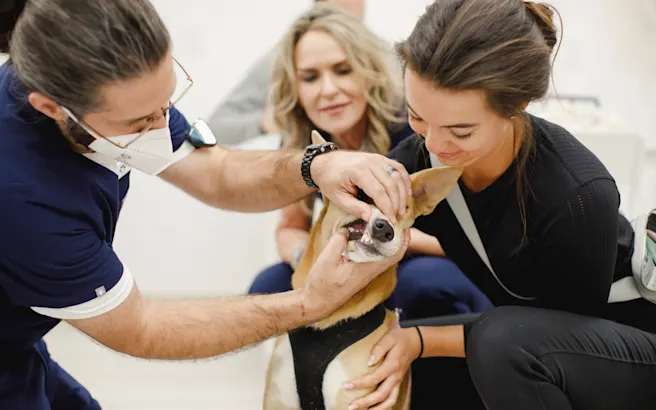 Does My Pet Need Dental Treatment?