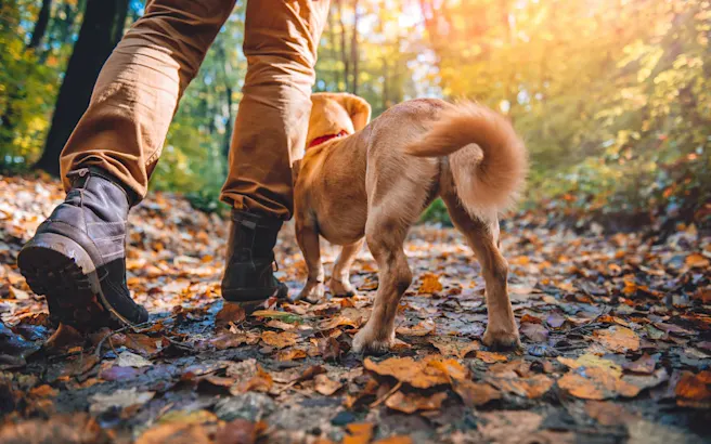 5 Best Dog-Friendly Hiking Trails in Wake Forest