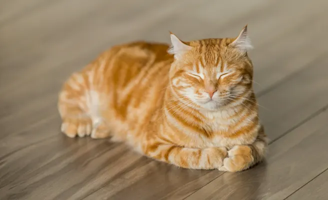 How to Prevent Urinary Blockage in Cats