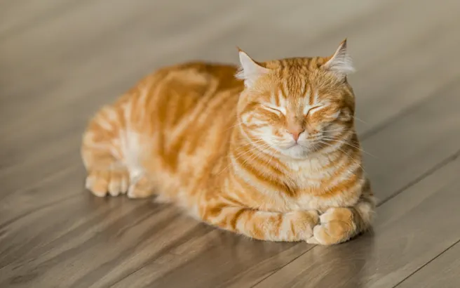 How to Prevent Urinary Blockage in Cats