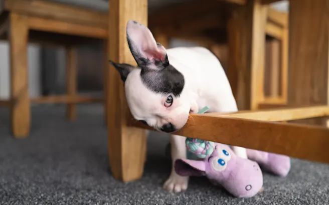 Puppy Teething Troubles: How to Help a Teething Puppy and Protect Your Furniture