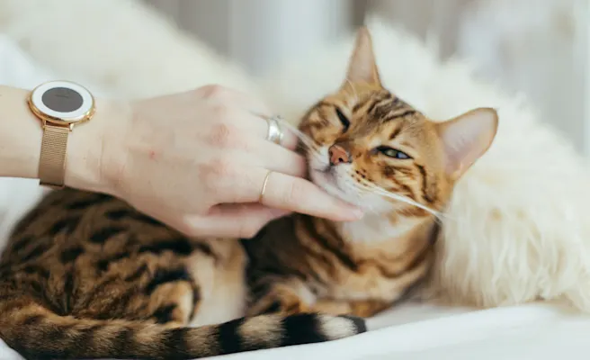 Blood in Cat Diarrhea | Petfolk