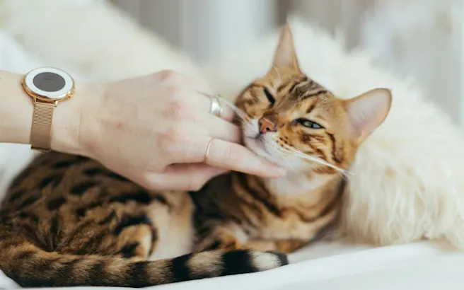 Blood in Cat Diarrhea | Petfolk