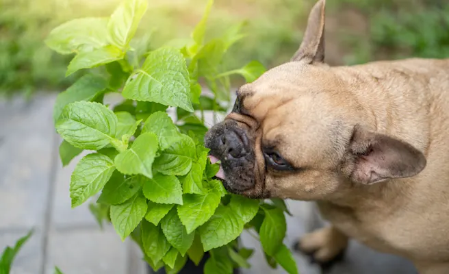 Why Is My Dog Sneezing a Lot