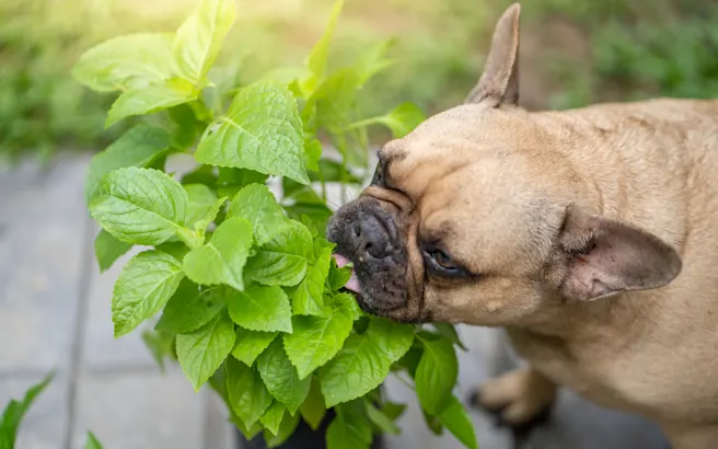 Why Is My Dog Sneezing a Lot