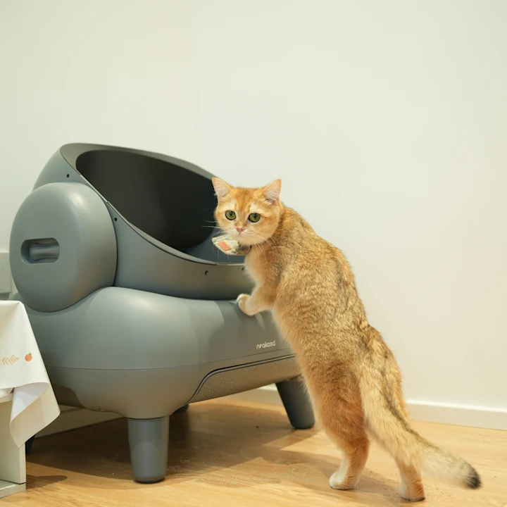 Why Is My Male Cat Peeing Everywhere and Meowing